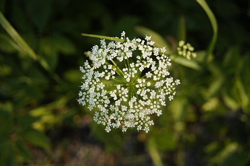 Free Flower Flower Wallpaper photo and picture