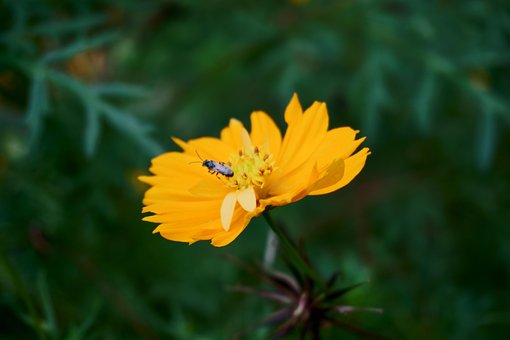 Cosmos Amarelo, Inseto, Abelha, Flor