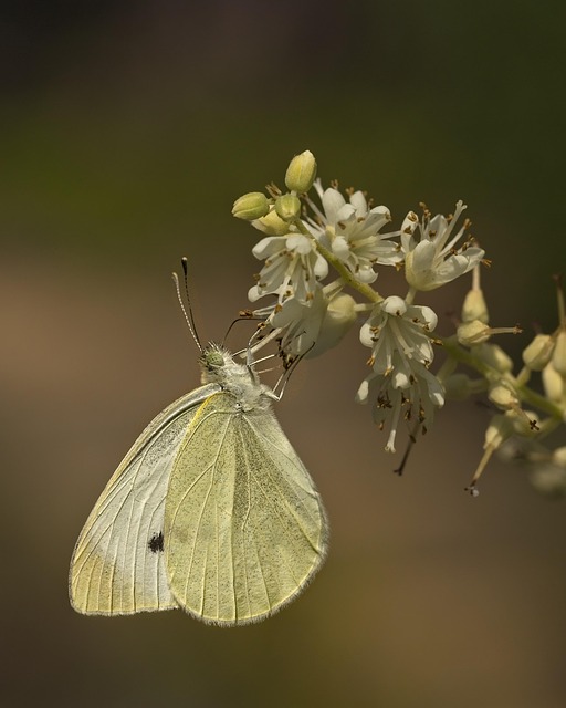 Free Butterfly Beautiful Flowers photo and picture