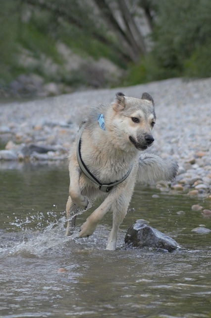 Free Dog Herd Protection Dog photo and picture