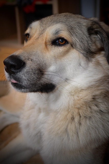 Free Dog Herd Protection Dog photo and picture