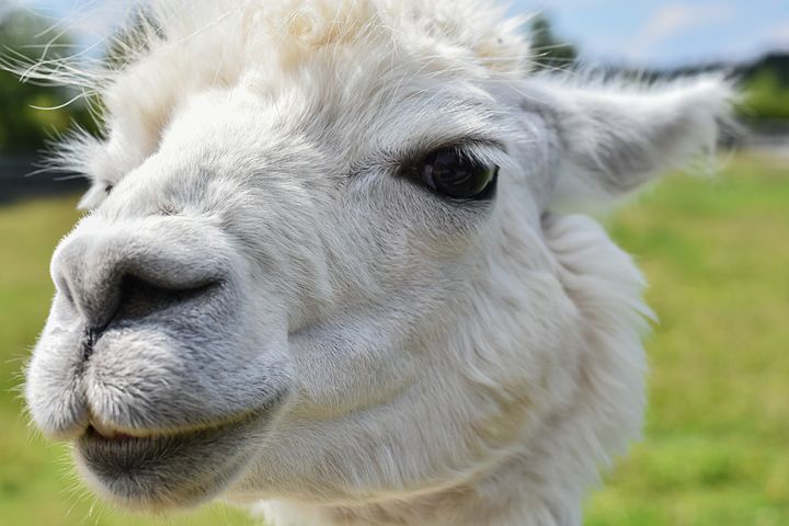 800+ Alpaca Pictures and Photos in HD