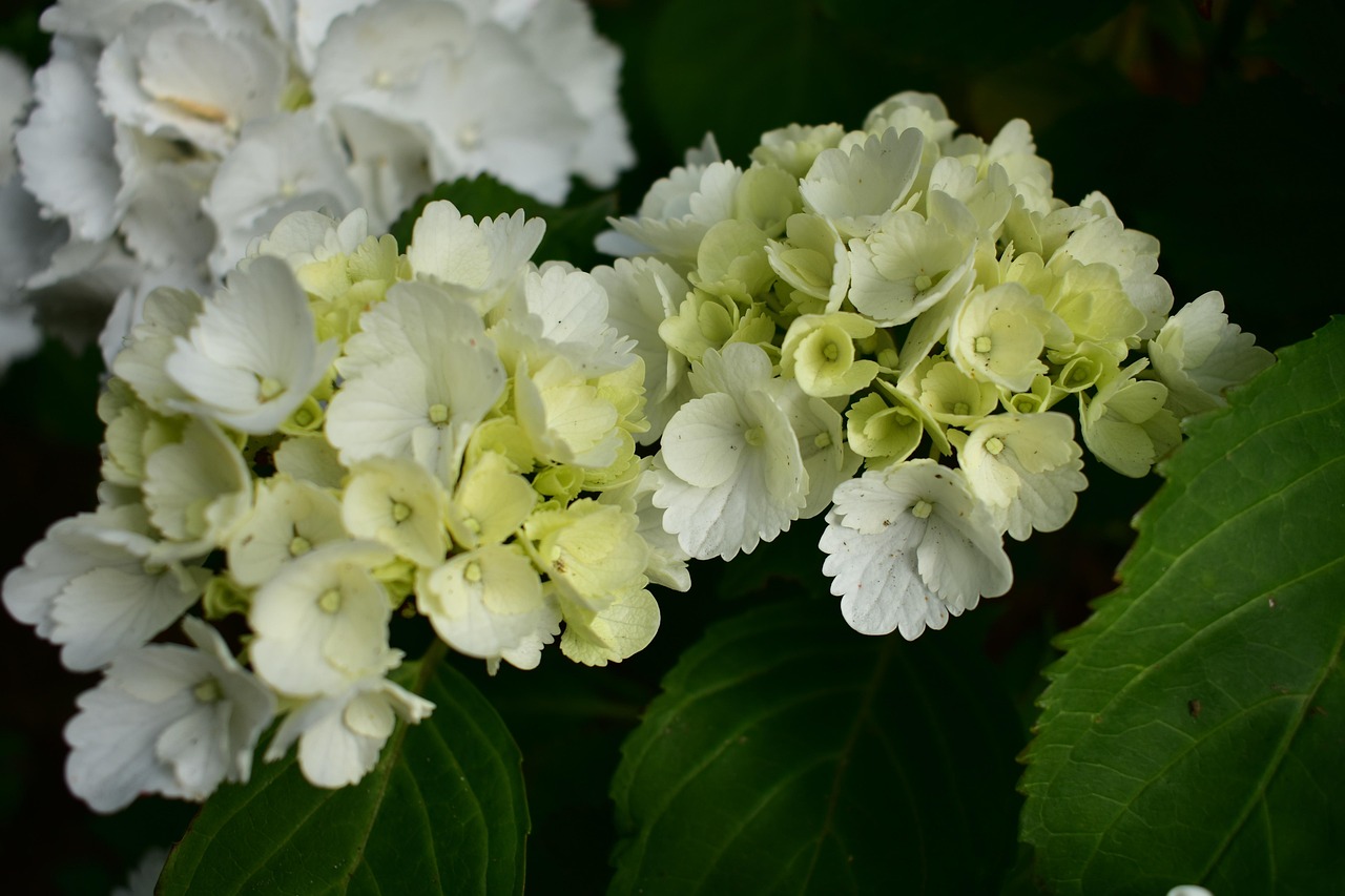 hydrangea, beautiful flowers, limelight, flower, blossom, flower background, nature, floral, garden, summer, blooming, flower wallpaper, bright, flowering