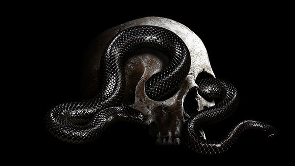 Free Snake Head photo and picture