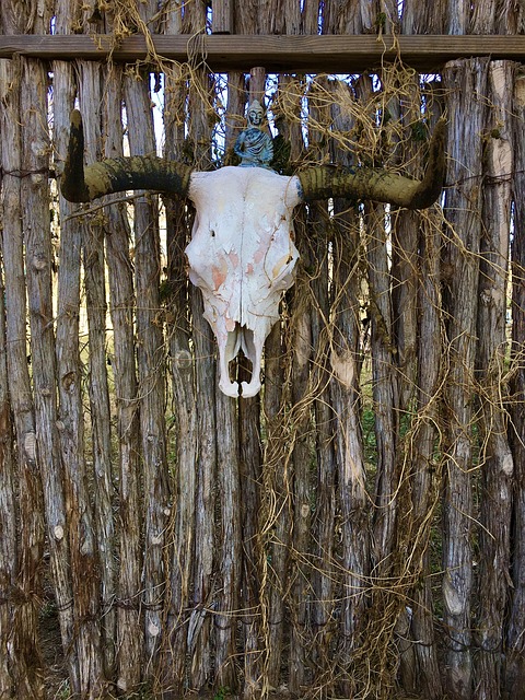 Schädel, Land, Stier, Texas, Longhorn