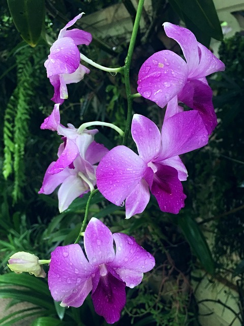 Free Orchid Flower Flower photo and picture