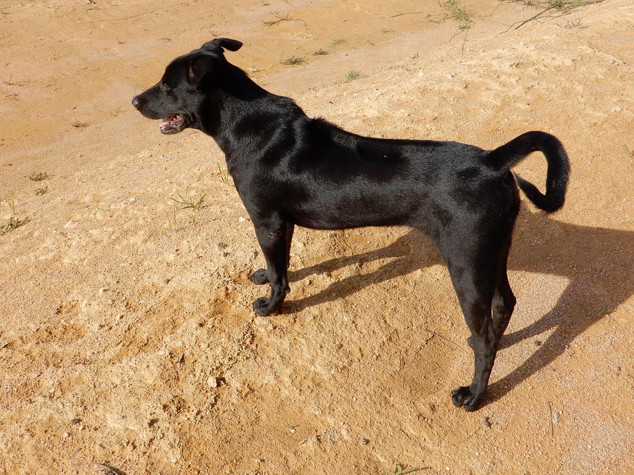 犬 ペット - Pixabayの無料写真 - Pixabay