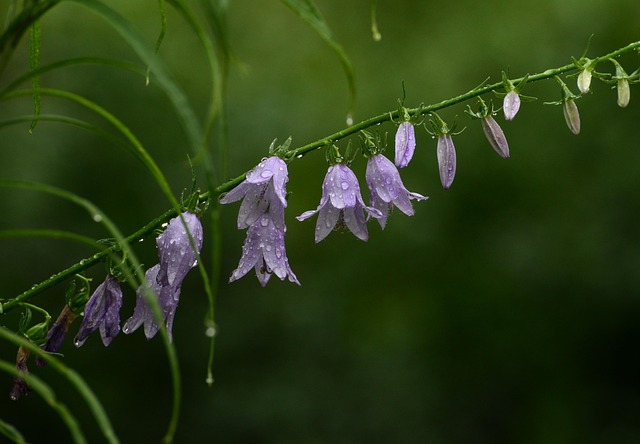 Download free HD stock image of Flower Violet Free Flower Violet photo and picture