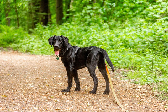 Hund, Sort Hund, Labrador, Reb