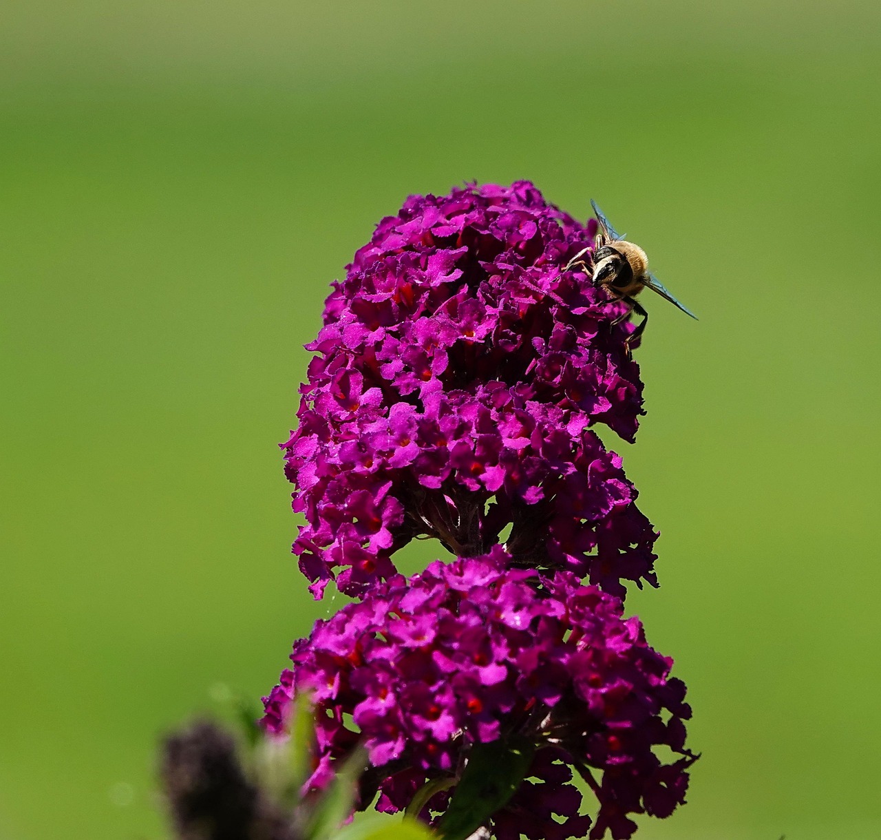 Bush Insects 40+ Free Bush Flies & Nature Images - Pixabay