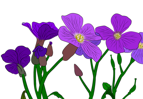 Free Flower Purple illustration and picture