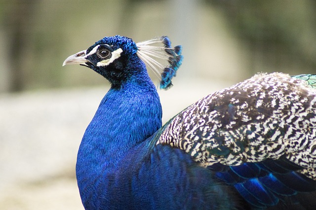 Free Peacock Animal photo and picture