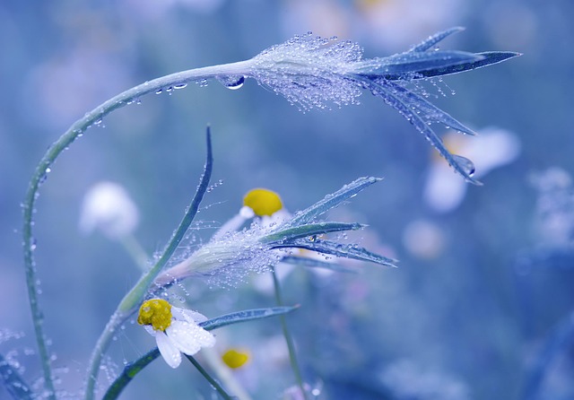 meadow, chamomile, blossoms, drops, waterdrop, dew, dewdrop, nature, chamomile, dew, dew, dew, dew, nature, nature, nature, nature, nature