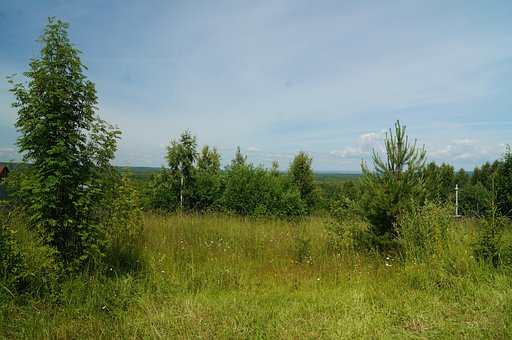 Forest, Stilte, Natuur, Landschap, Bomen