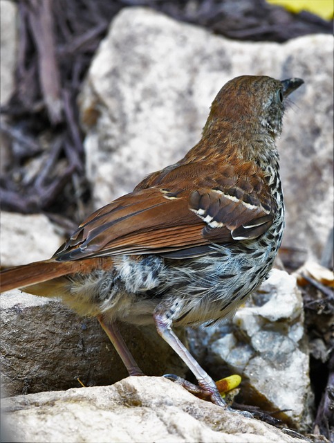 Free Bird Feathers photo and picture