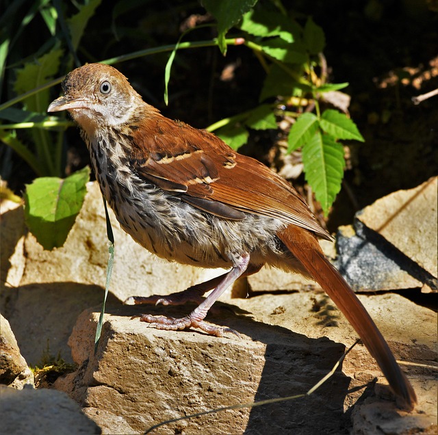 Free Bird Feathers photo and picture