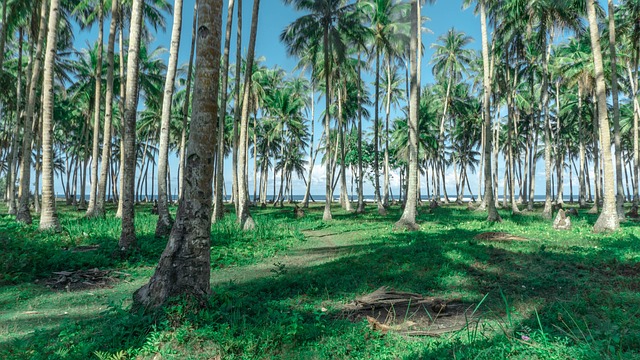 Free Siargao Tropical photo and picture