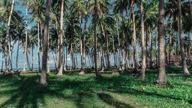 Free Siargao Tropical photo and picture