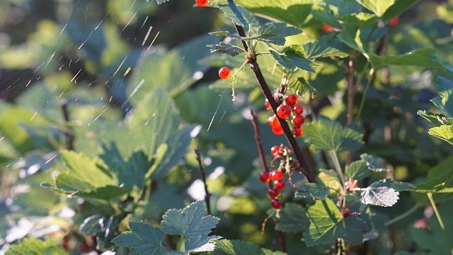 Free Leaves Drops photo and picture