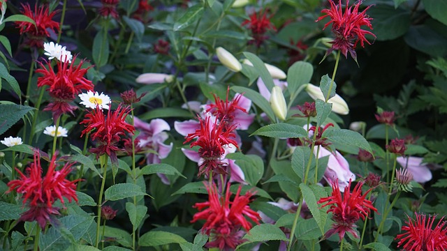 Free Bee Balm Garden photo and picture