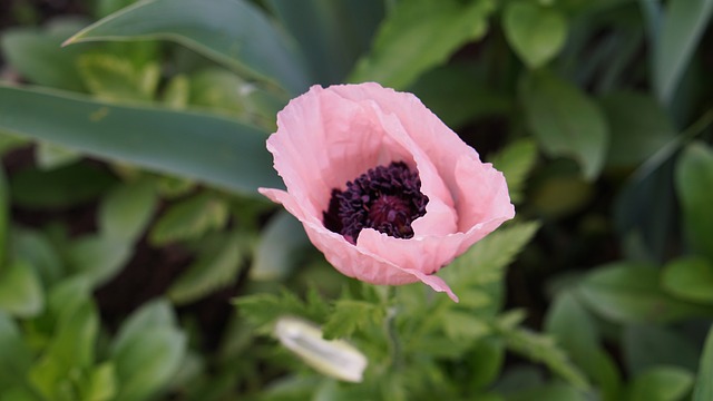 Free Poppies Garden photo and picture
