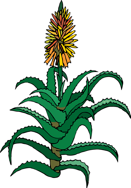 Free succulent aloe plant illustration