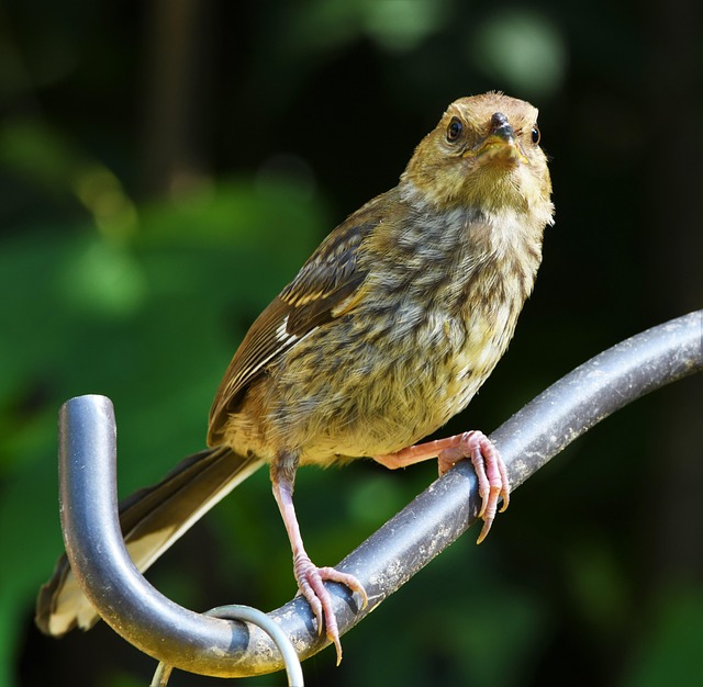 Free Bird Nature photo and picture