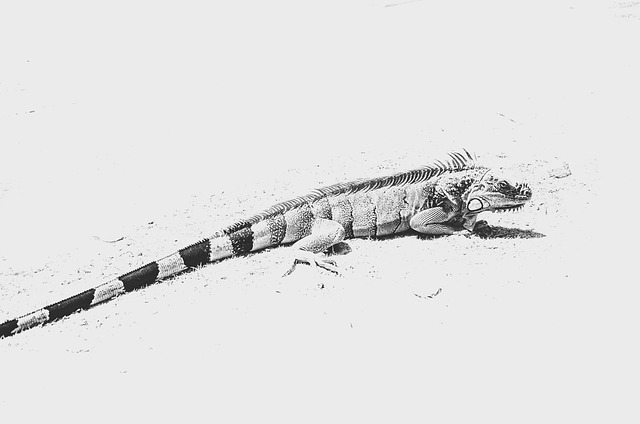 Free Reptile Lizard photo and picture