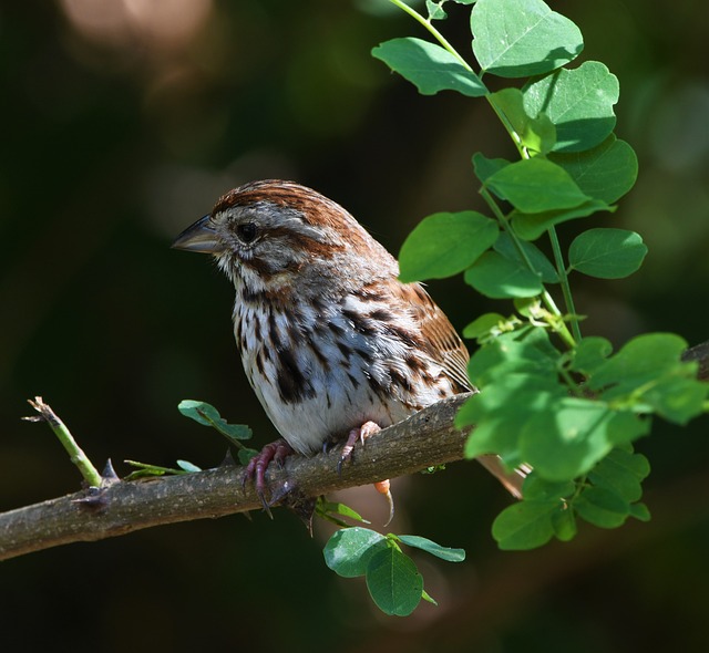 Free Bird Feathers photo and picture