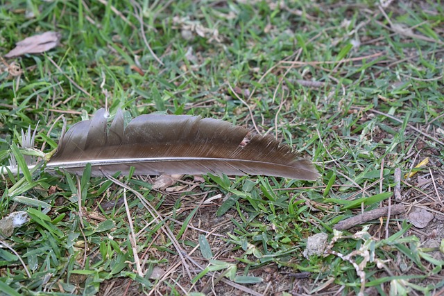 Free Feather Single photo and picture