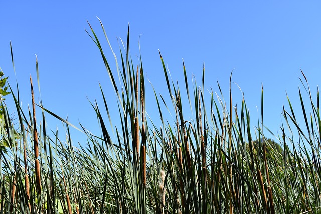 Free Plants Sky photo and picture