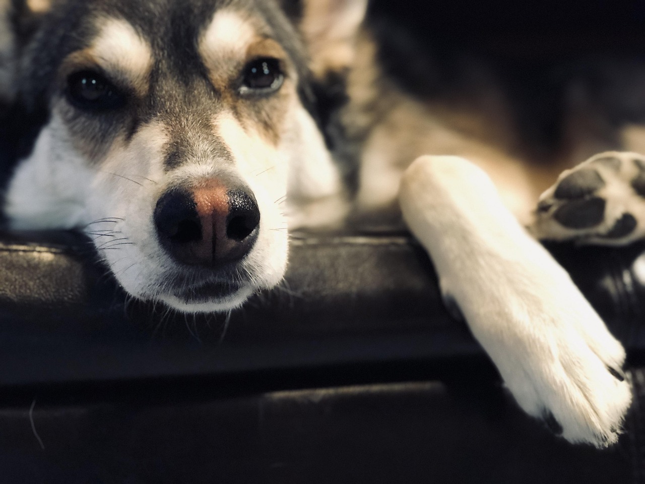 犬 ペット 動物 - Pixabayの無料写真 - Pixabay
