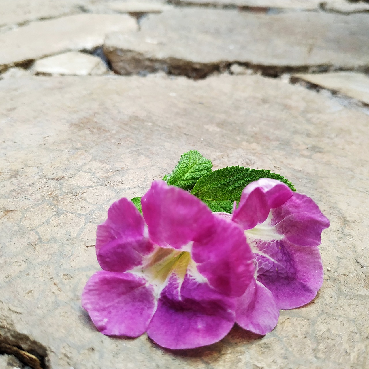 Flor Morada Fleurs - Photo gratuite sur Pixabay - Pixabay