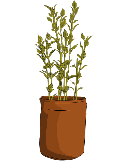 Oală, Natura, Plantelor, Verde