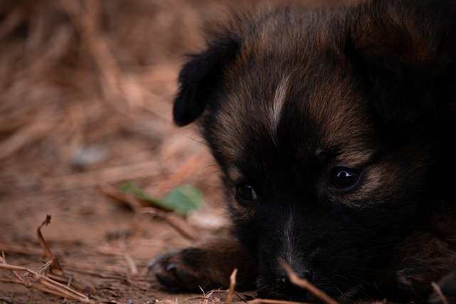 Hundehvalp, Hund, Kæledyr, Dyr, Hunde