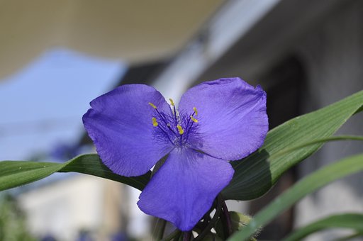 Free Flower Flower Background photo and picture