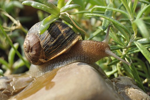 Free Snail Clam photo and picture