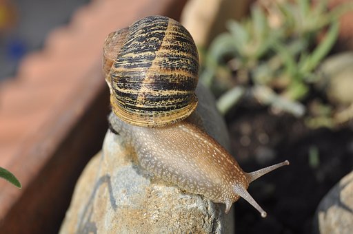 Free Snail Clam photo and picture