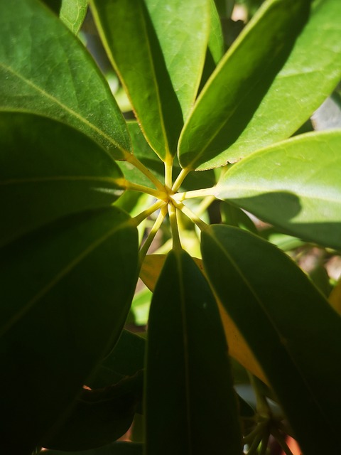 Blatt, Grün, Pflanze, Stengel, Feder