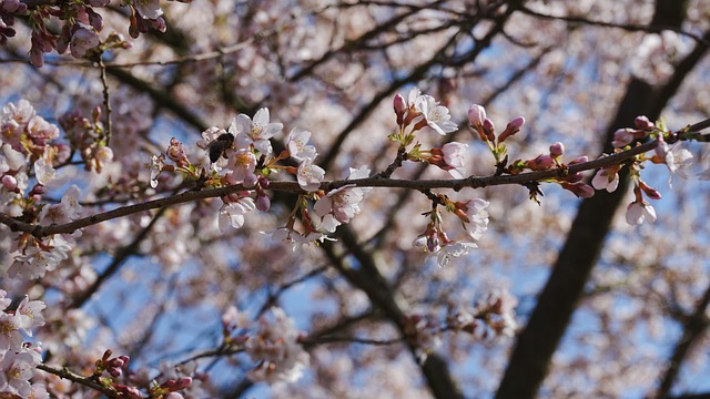 自然 フラワーズ 桜の木 - Pixabayの無料写真 - Pixabay