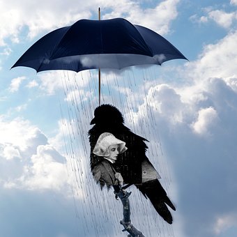 Ravn, Paraply, Regn, Skyer, Himmel