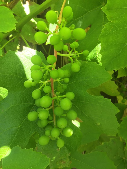Wein, Weintrauben, Trauben, Weinrebe