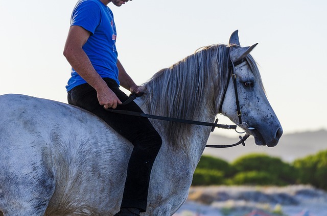 Free Horse Ride photo and picture