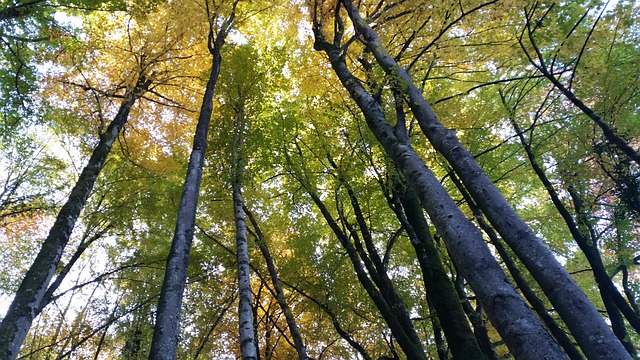 Free Birch Trees Forest photo and picture