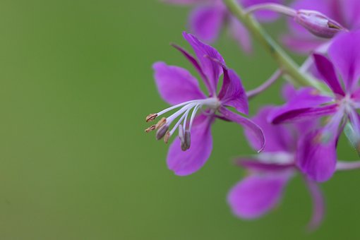 Groente, Roze, Bloem, Plantaardige, Tuin