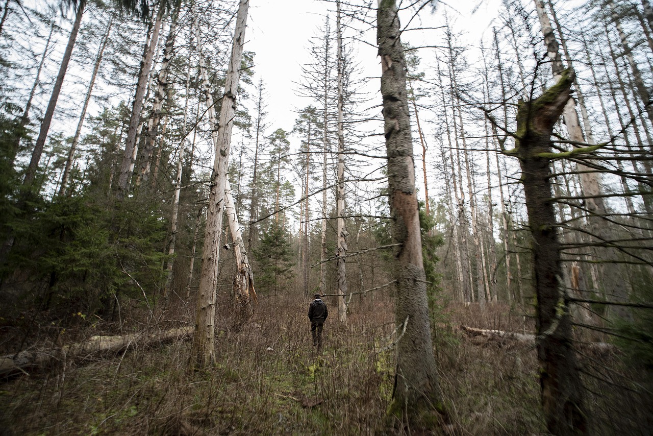 Bialowieza Primitif For t Photo Gratuite Sur Pixabay Pixabay bialowieza-primitif-for-t-photo-gratuite-sur-pixabay-pixabay