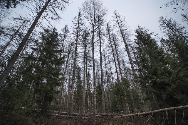 Bialowieza, Urzeitlich, Wald, Landschaft