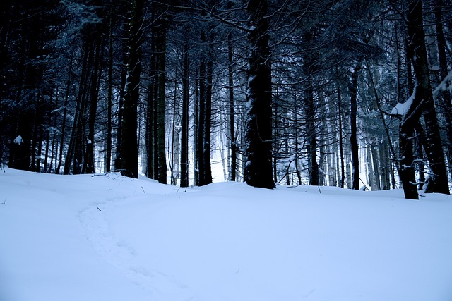 Wald, Schnee, Bäume, Gefroren
