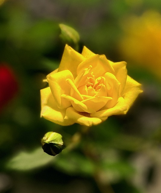 Free Flower Beautiful Flowers photo and picture