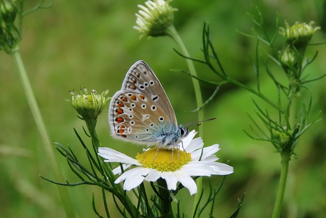 Vlinder, Kever, Natuur, Insect, Insect